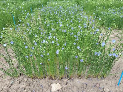 Click for 1 image(s) for this accession.